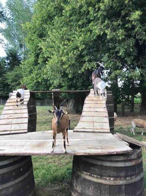 Gite Ferme Cidricole Et Laitiere Villa Magny-le-Desert Exterior foto