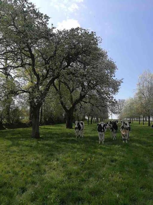 Gite Ferme Cidricole Et Laitiere Villa Magny-le-Desert Exterior foto